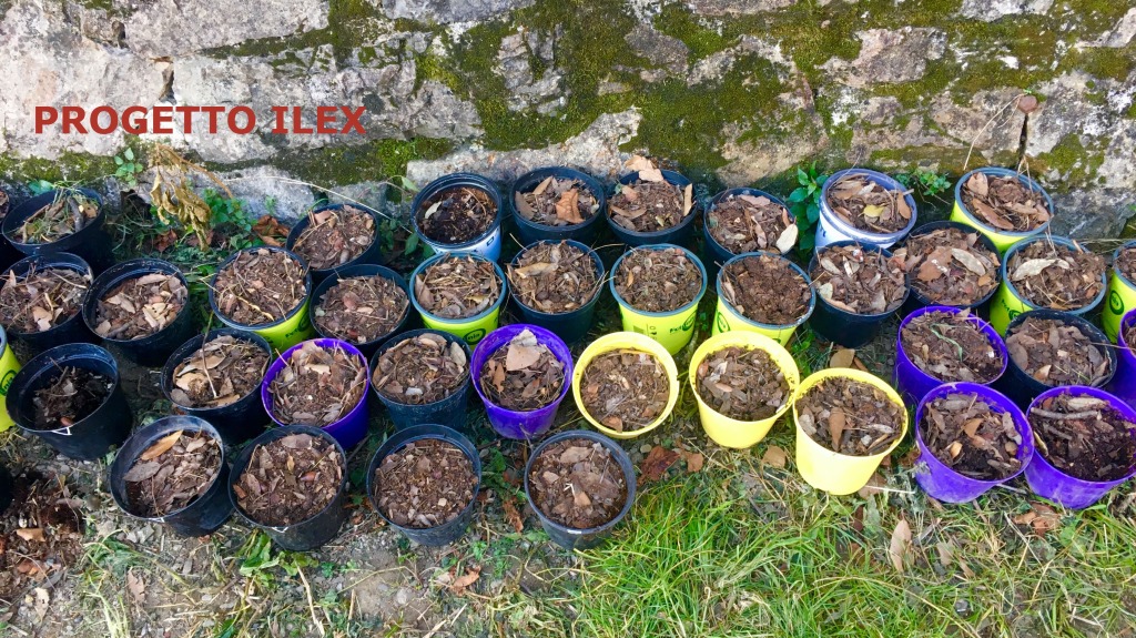 PROGETTO ILEX